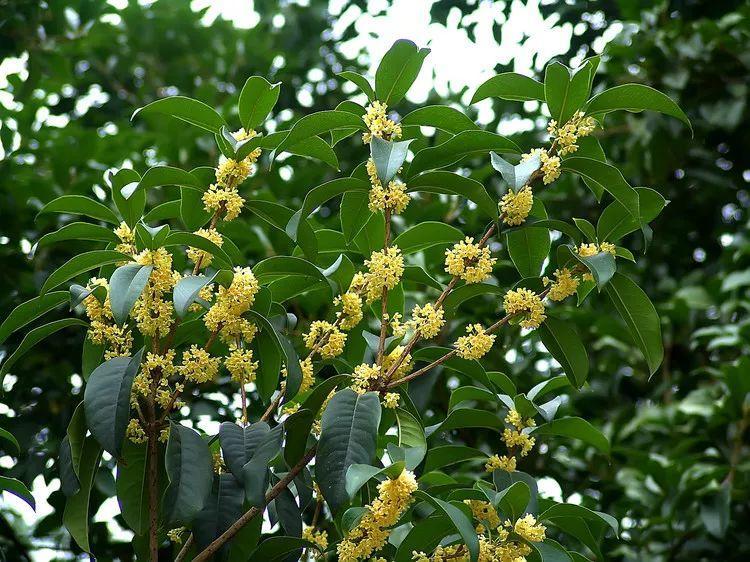 看过才明白为什么牡丹是国花,为什么有人说中国国花是牡丹