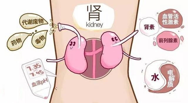 肾脏的健康与保护,关爱肾脏健康从现在做起