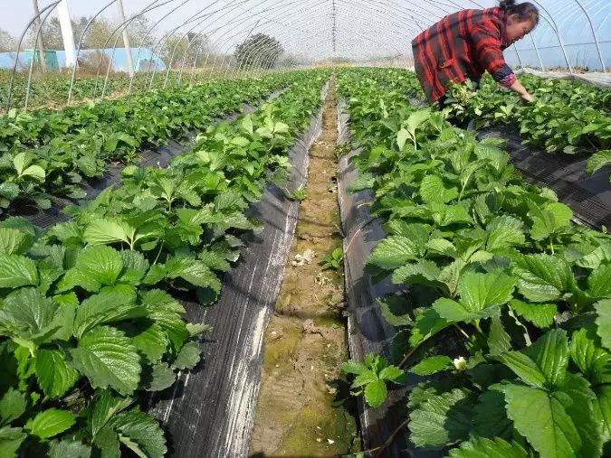 草莓种植技术高产管理视频,草莓高产最新种植技术图片