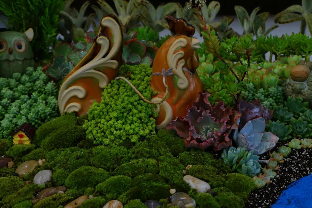 这个年销量上亿株多肉的县城，举办了首届多肉电商节