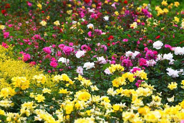 大美新蔡生态水城,大美新蔡等你来