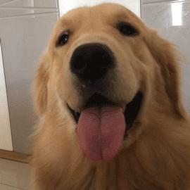 金毛突然干呕,金毛吃东西呕吐大概是什么病