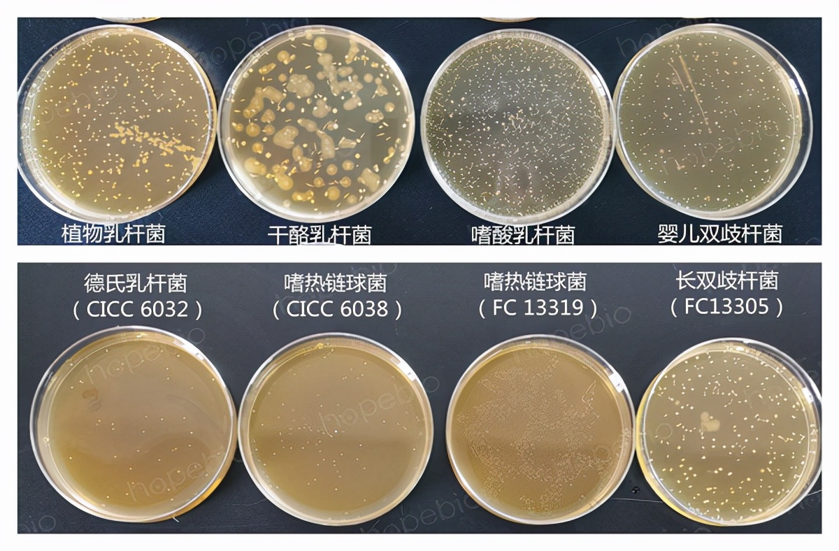 乳酸菌的检验程序和操作要点,乳酸菌检验