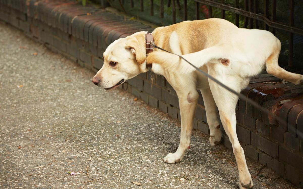 狗狗尿尿时趴着是怎么回事,狗狗会定点尿尿的表现
