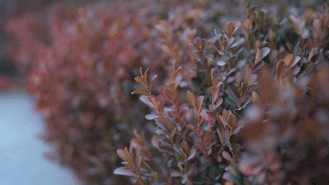 索尼fe35mmf1.4gm样张,索尼fe35mmf1.4gm怎么样