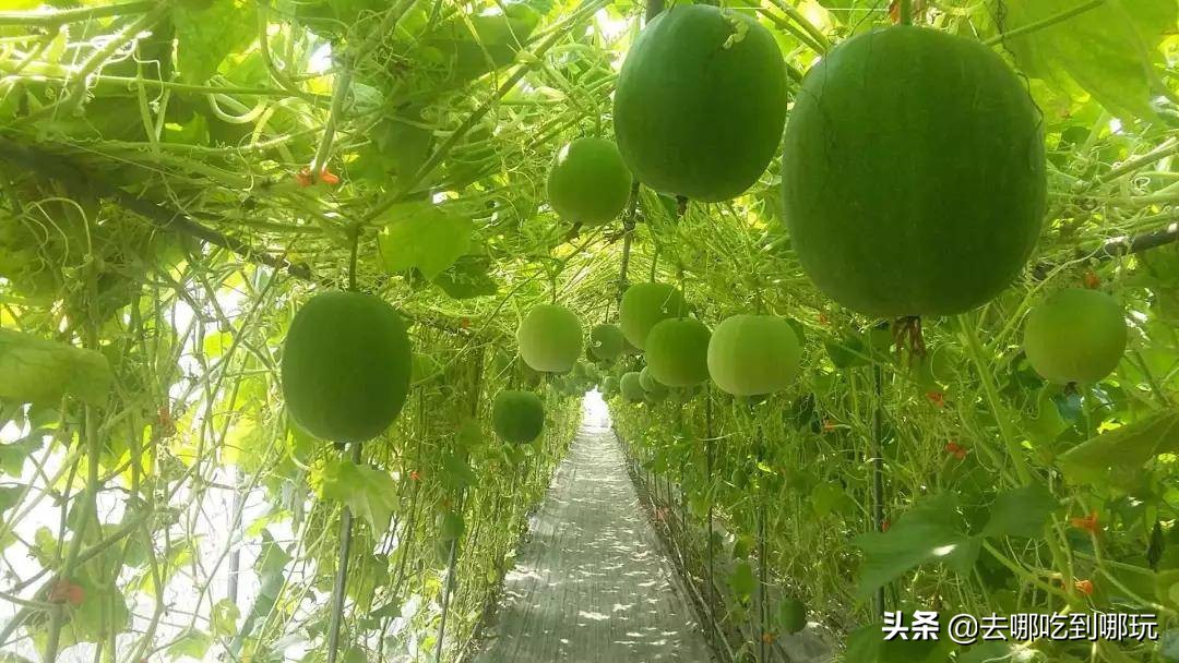 69.9抢惠州罗浮山漂流门票89元抢漂流门票+空中田园