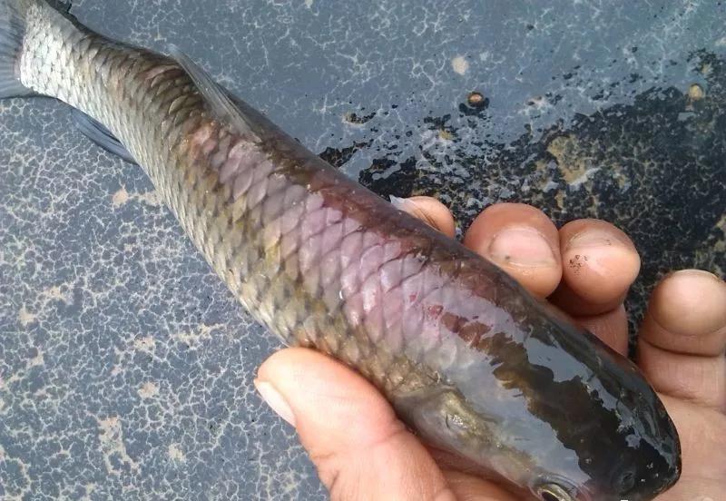 越冬综合症鱼病要多久能治好,鱼瘟病是怎么回事