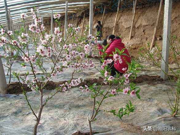 葡萄打药最快的方法,葡萄喷了多菌灵