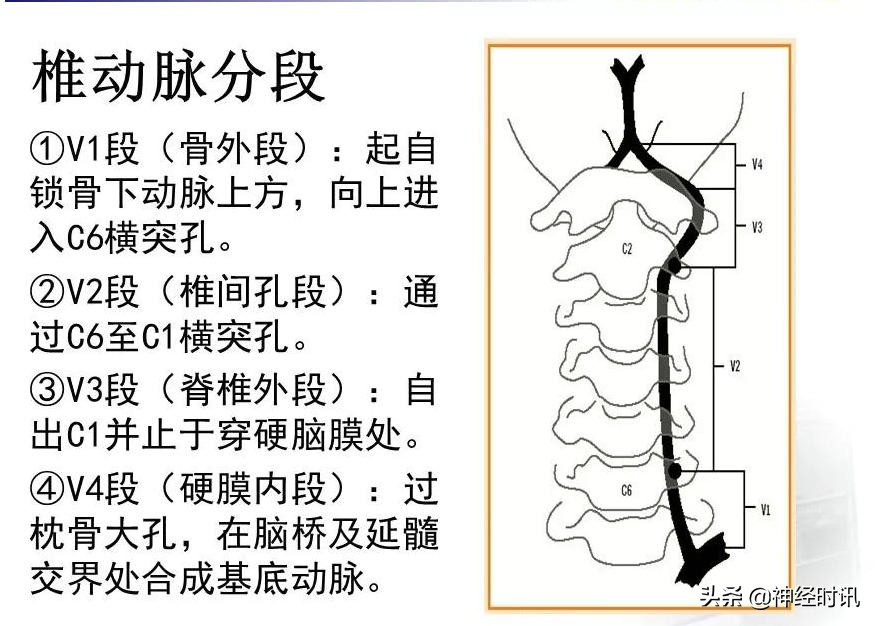 脑动脉解剖学讲解,脑膜中动脉解剖讲解