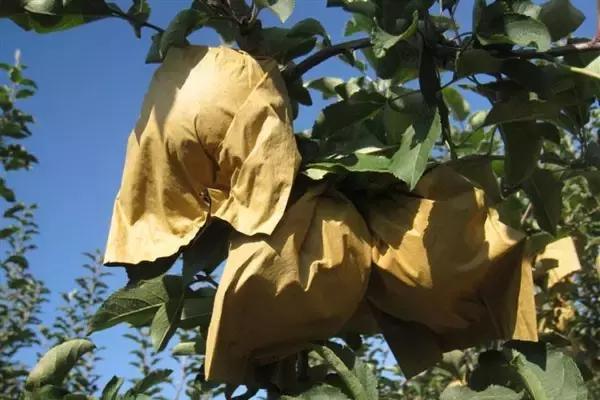 苹果套袋浇水的禁忌,苹果套袋十个注意要点