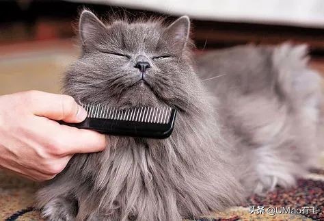 刷毛神器猫毛清理器,真正好用的猫去毛神器