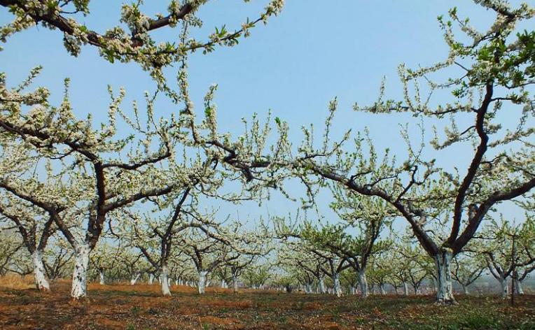 品种、模式、品质，日本农业“高明”在哪儿？