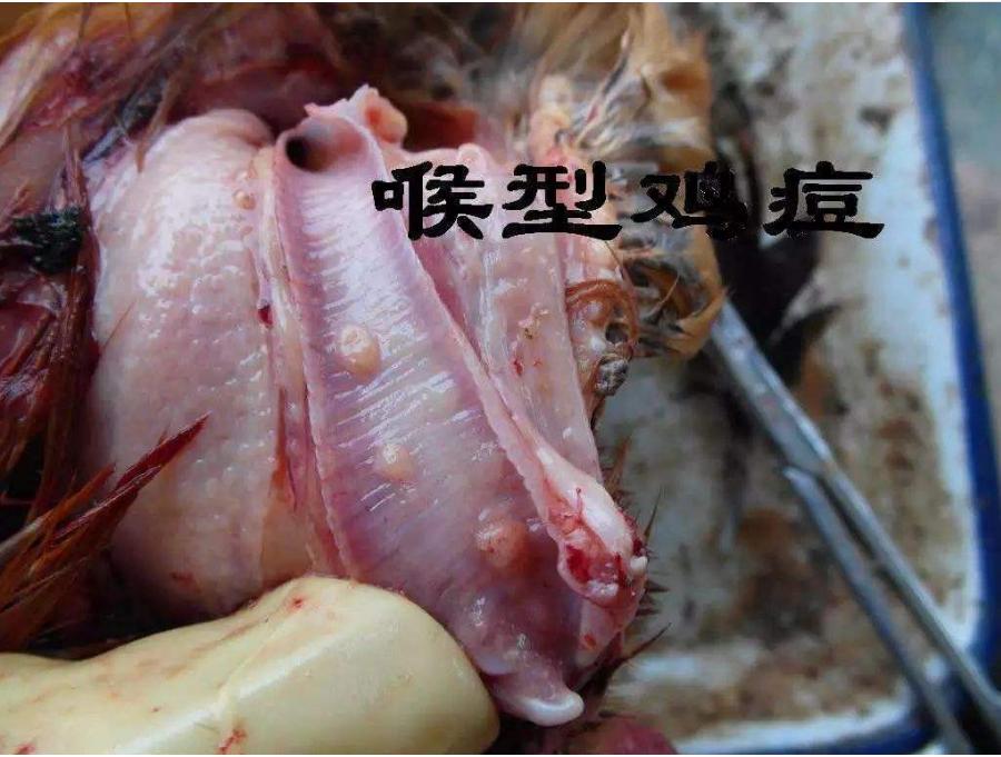 鸡有鸡痘的时候可以做鸡痘疫苗吗,怎么治疗鸡痘病