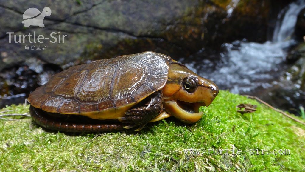 大龟买来该如何养,大龟买回来怎么养