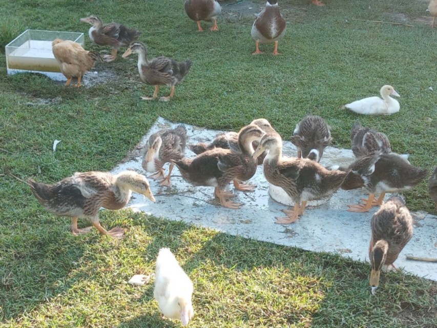 鹅苗价格最新行情,肉鹅鹅苗价格行情