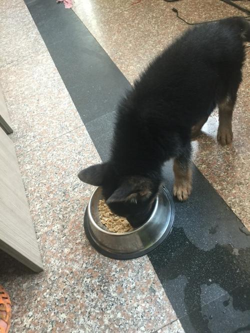 德牧小时候耳朵是不是竖起来的,德牧是最帅的狗