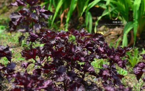 西餐香草大全及用途视频,好吃的西餐料理有哪些
