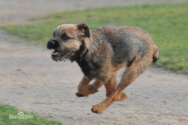 宠物狗小型犬品种排名大全及图片,性格温顺的小型犬有哪些