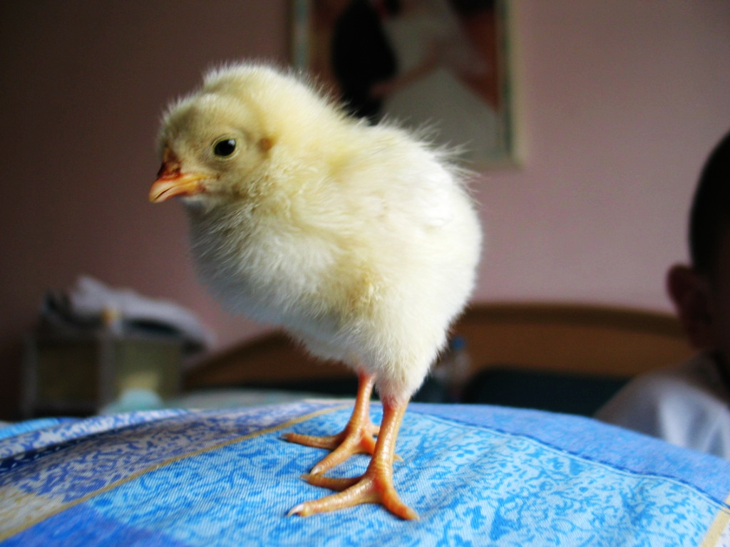 云影流落,云影为什么不直播了