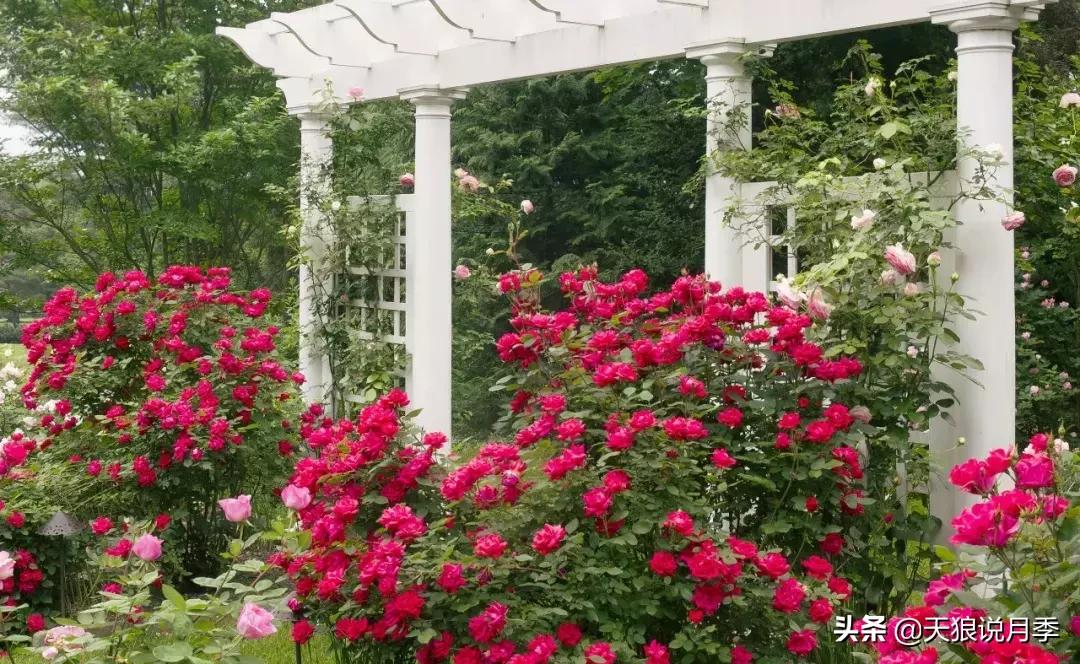 抗病性好的月季推荐,哪些月季品种抗病强