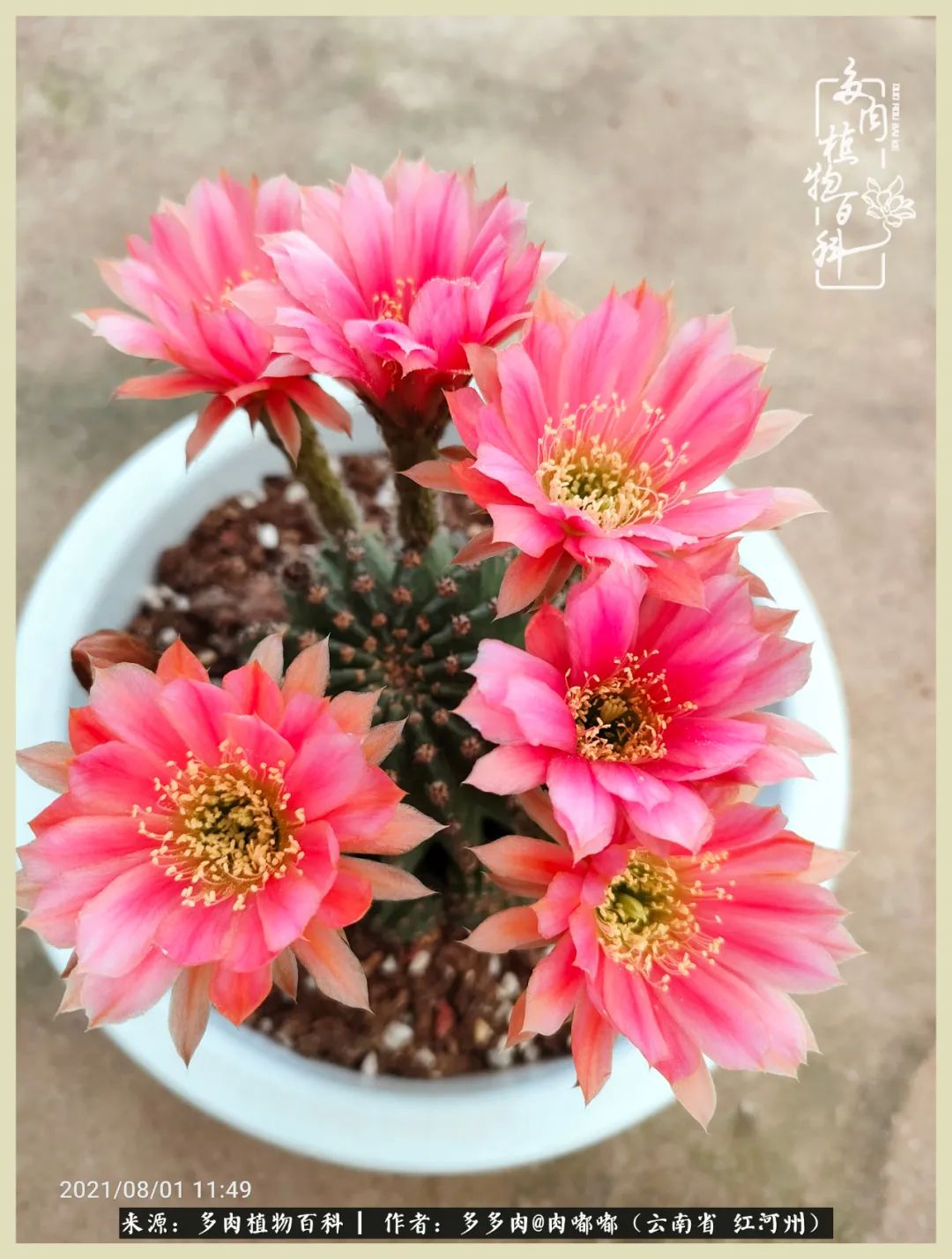 这个春天我们一起去赏花,这个季节我们一起去看花