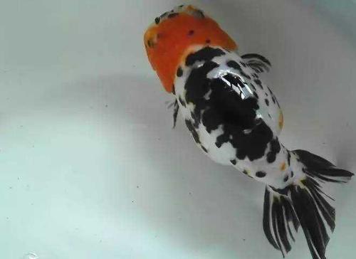 金鱼常见易养品种,什么金鱼好养又容易活