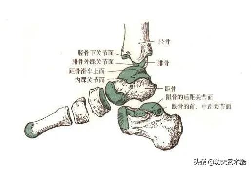 为什么要忽略身体的50%？巴西柔术中的腿锁