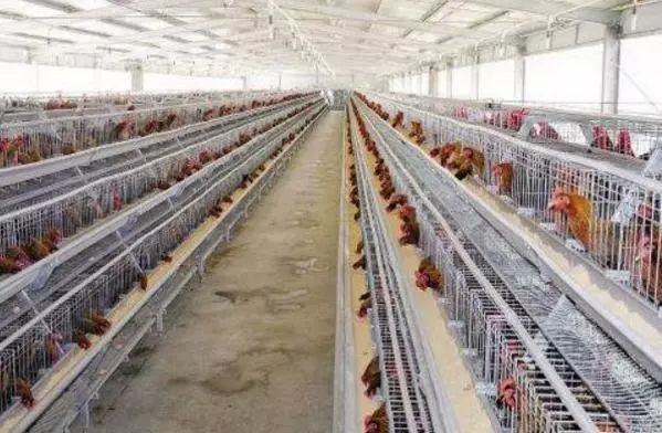 养2万鸡的养鸡场要多少钱,养殖场养鸡养2000只鸡的利润多少