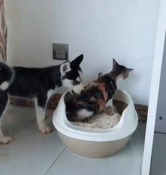 猫狗常用药品大全,猫狗必备药