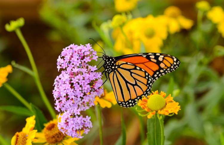 世界上十二种颜色华丽的动物,令人惊艳的17种动物绝对罕见