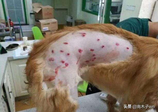 金毛曾经备受追捧，为什么如今大家都不喜欢养金毛了？长见识了