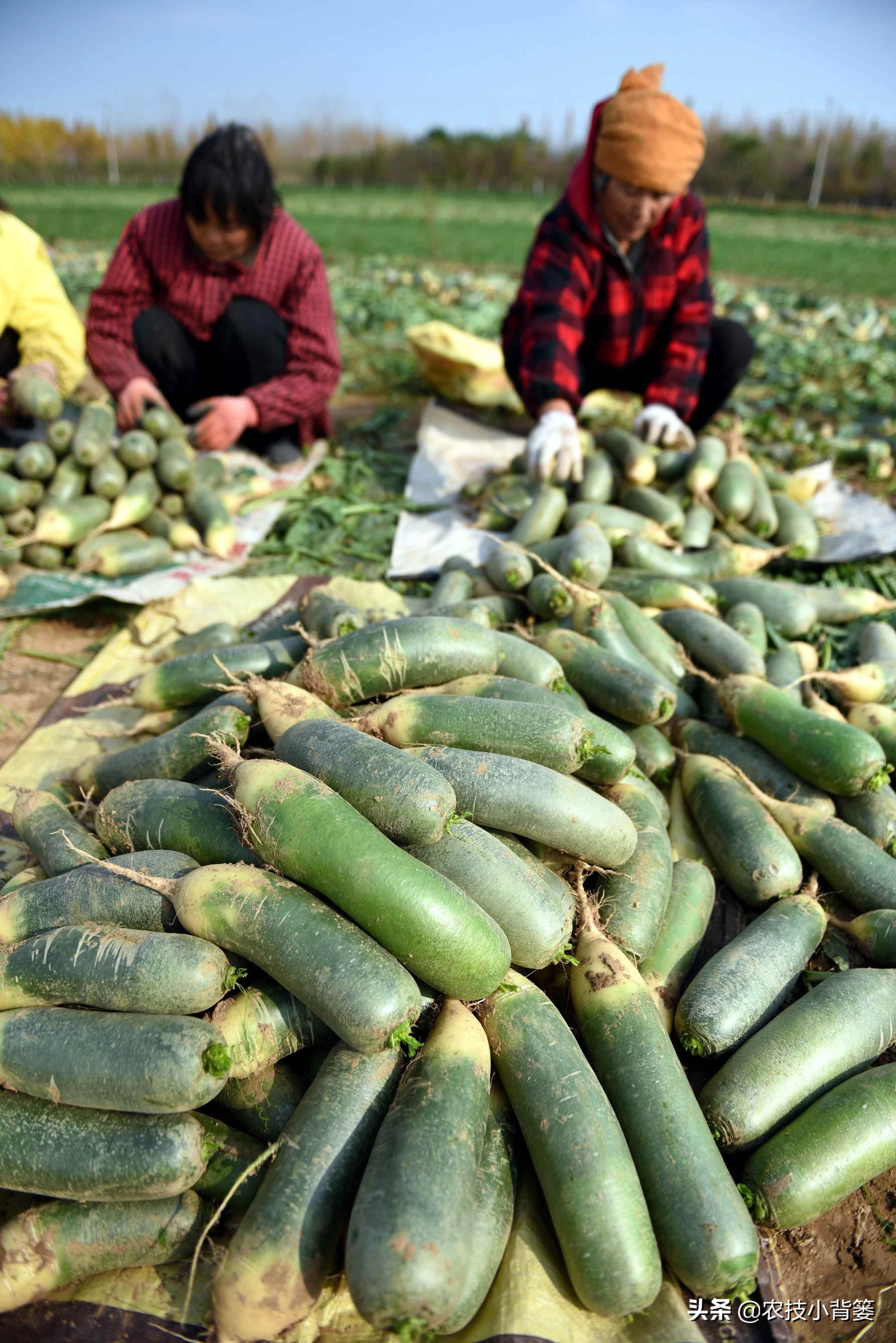 如何种植萝卜才能高产,萝卜种植只长叶