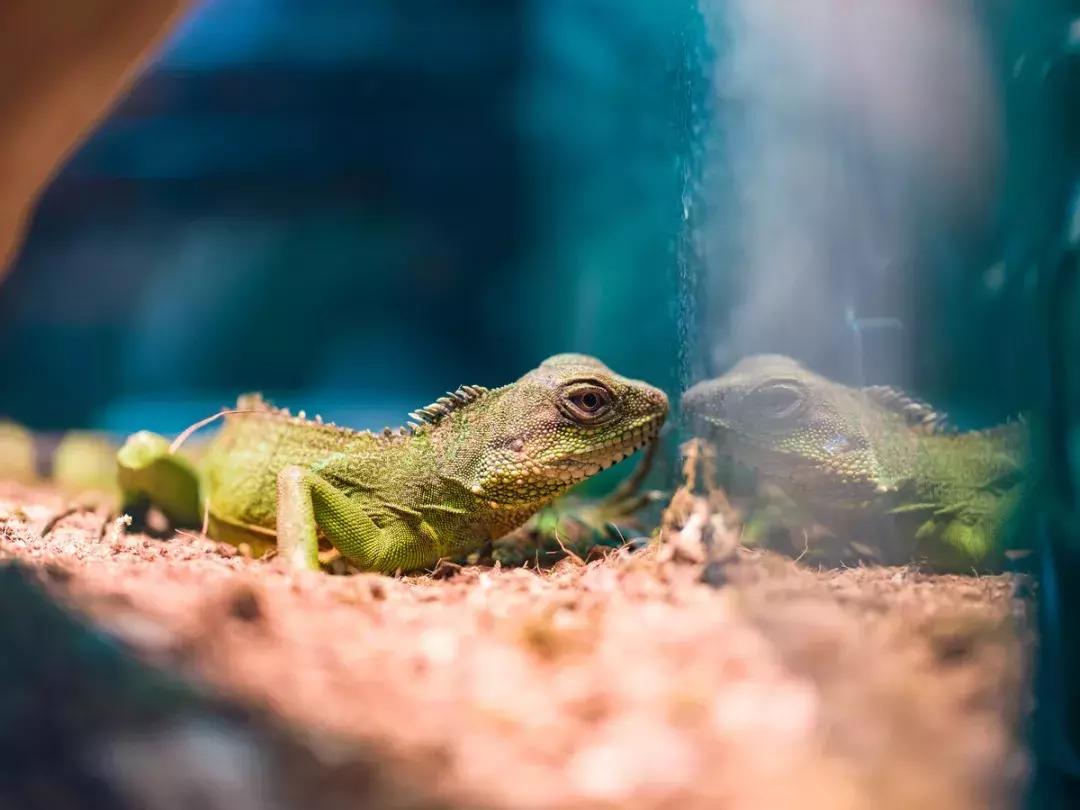 全套下来5000的相机,全套相机1000