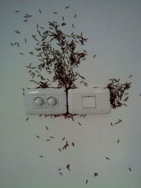 白蚁的种类和危害,白蚁的种类及防治方法