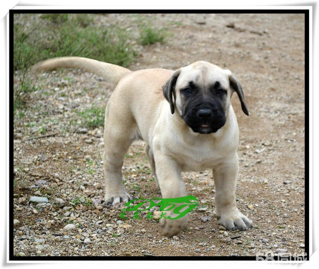 加纳利犬打架,加纳利犬伤人最多的犬