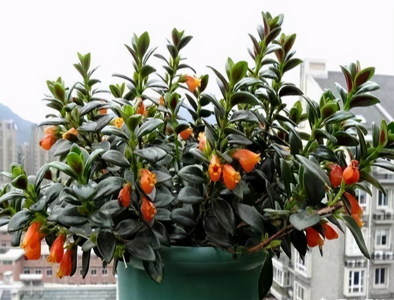 金鱼吊兰怎么养越养越亮,金鱼吊兰怎么养最旺盛