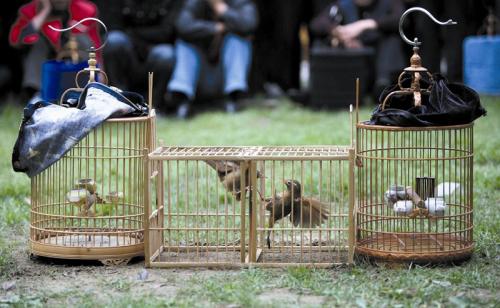 画眉不叫用什么饲料好,画眉科普知识