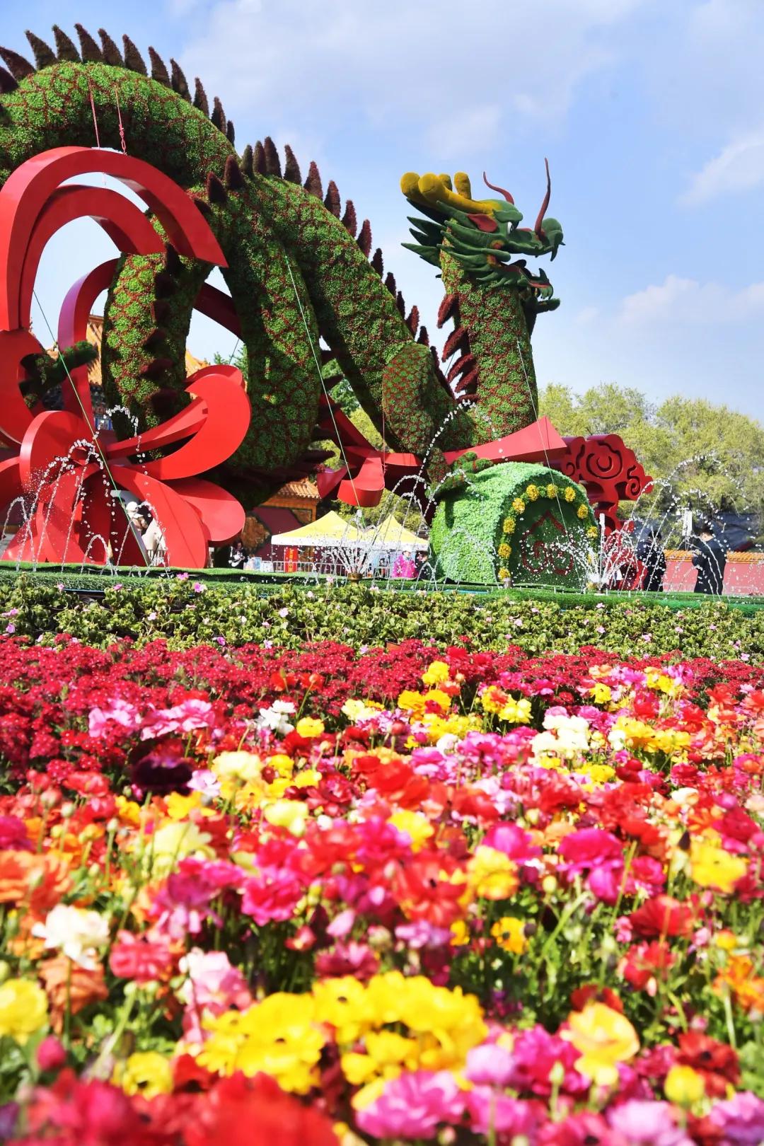 60多种100万株的郁金香花海,50万株樱花