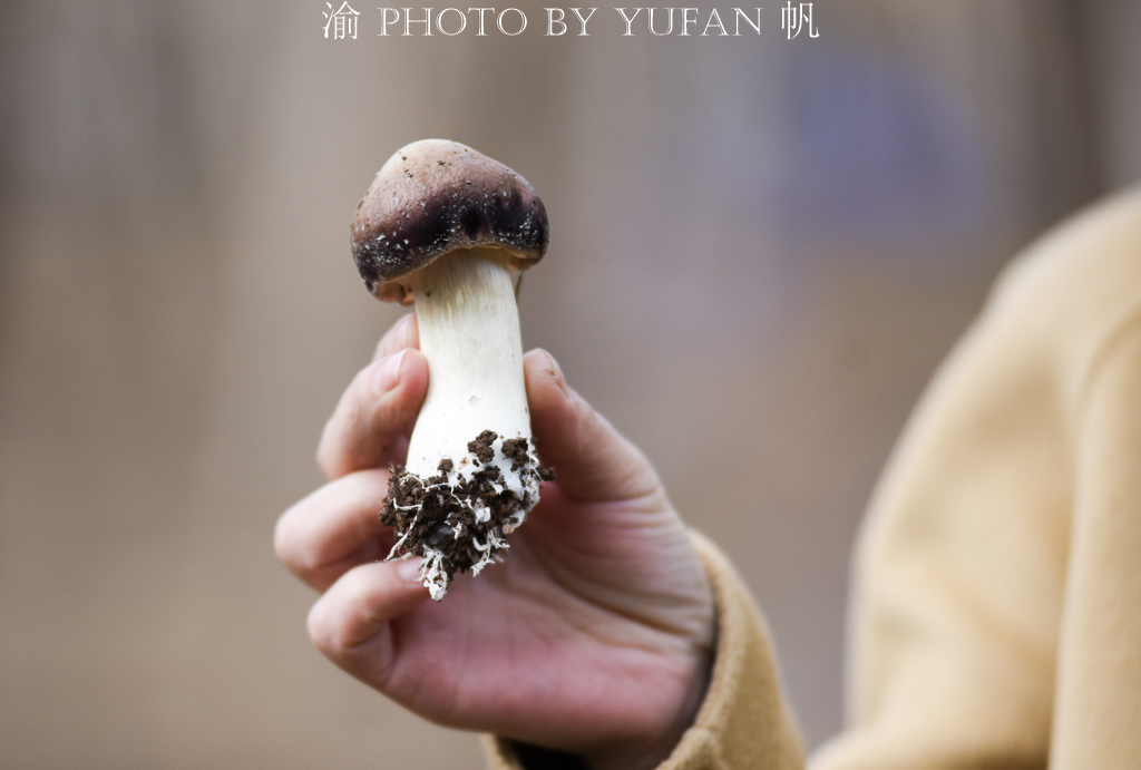 受新冠疫情影响，重庆潼南10万斤姬松茸销售受阻，老板欲哭无泪