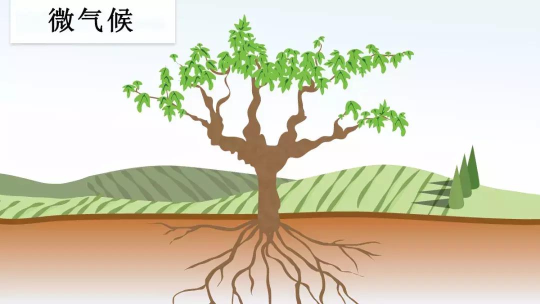 全球最贵的葡萄酒是什么,美国十大最贵葡萄酒最新榜单