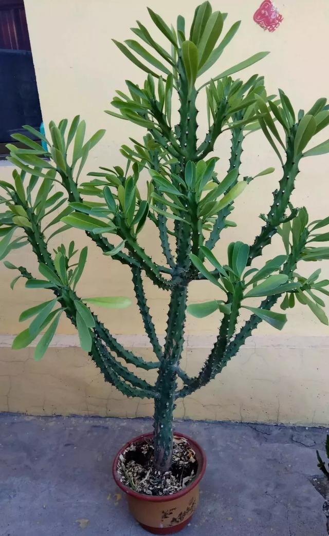 霸气侧漏的多肉植物,霸气的多肉