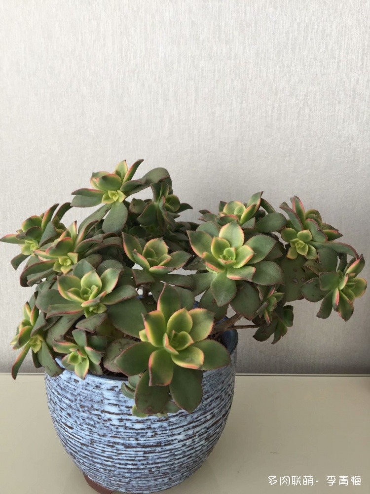 瞧,那个钟情艳日辉的人