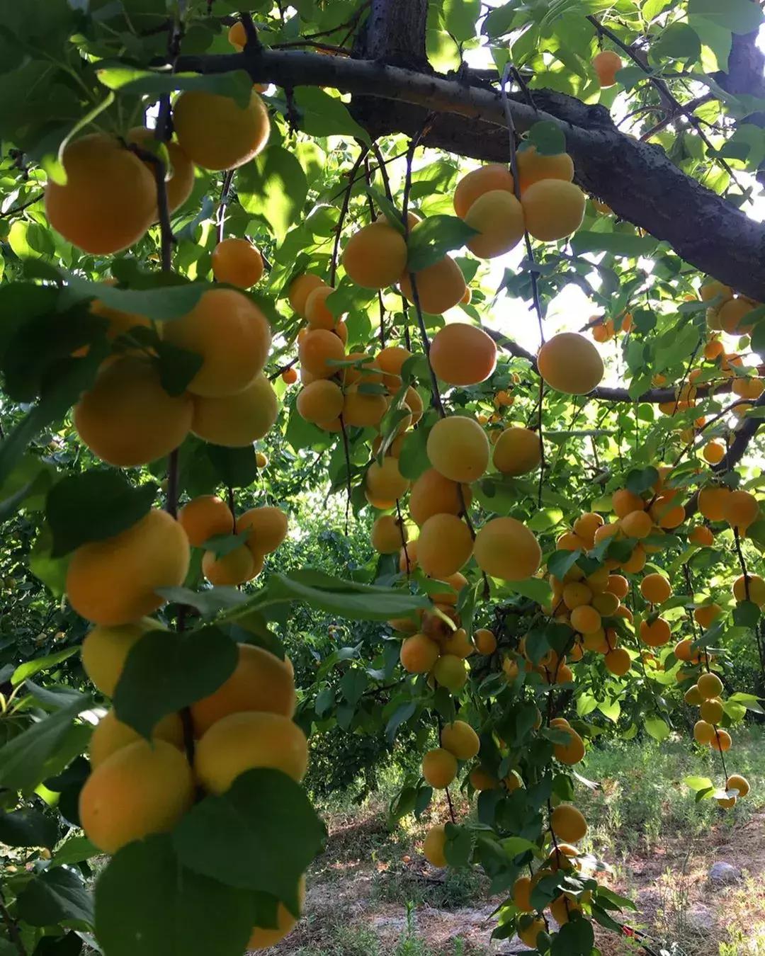 杏是一种什么水果,杏是热带水果么