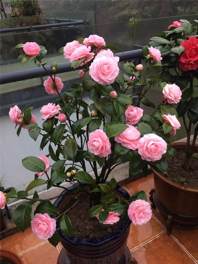 室内可以养的十大吉祥花,最好养的吉祥花有哪些