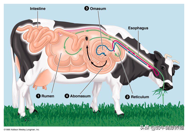 奶牛瘤胃和肉牛瘤胃哪个大,奶牛皱胃变位的发病规律