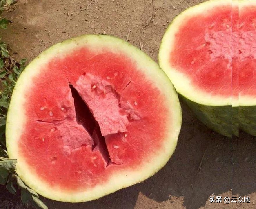 西瓜厚皮的防治方法,西瓜膨大是什么原因引起的
