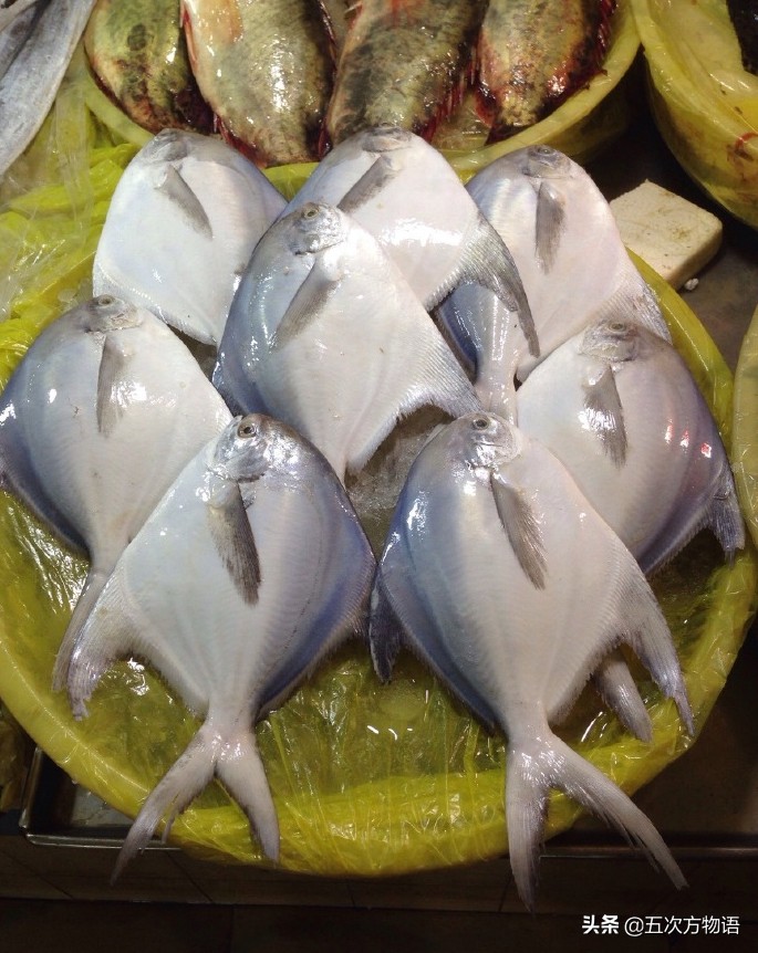 白鲳鱼青岛,青岛鲳鱼什么时间便宜