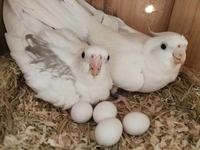 玄凤鹦鹉最漂亮的品种,各种品种玄凤鹦鹉的视频