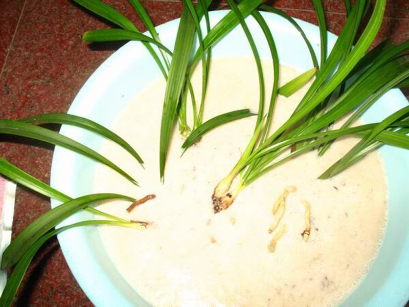 给兰花消毒我是这样做的,有化学和物理消毒2种,细分了几种方法