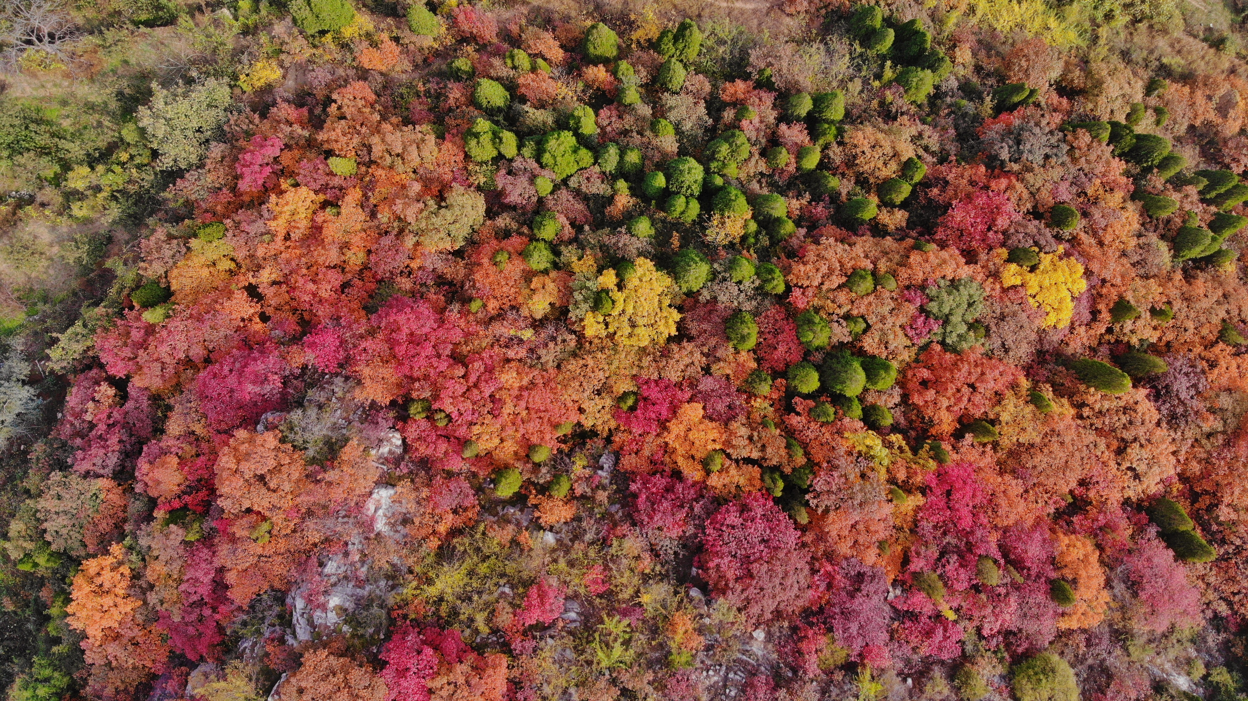 木叶动秋声完整视频,木叶动秋